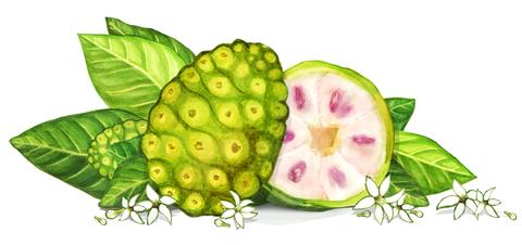 Noni_Fruit_RGB_Crop_large